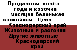 Продаются  козёл 1.8 года и козочка 5 месяцев беленькая спокойная › Цена ­ 3 500 - Краснодарский край Животные и растения » Другие животные   . Краснодарский край